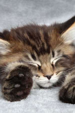 Sleeping Maine Coon Kitten de Cool Image