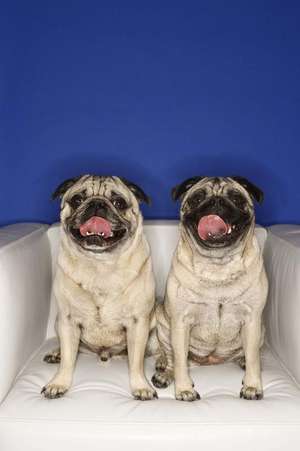 Two Funny Pug Dogs Sticking Out Their Tongues Journal de Cs Creations