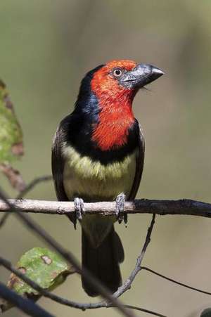 Black-Collared Barbet Bird Journal de Cool Image