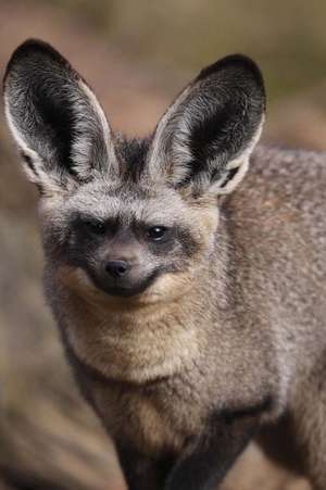 Bat-Eared Fox Journal de Cool Image