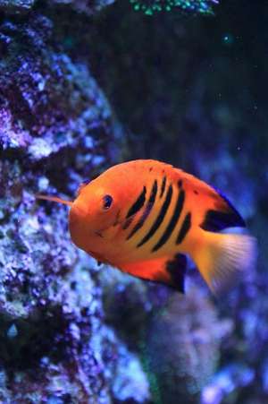 Flame Angelfish Journal de Cool Image