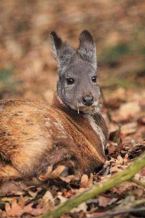 Siberian Musk Deer Journal de Cool Image