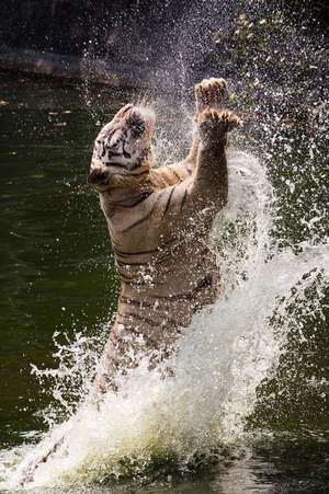 A White Tiger Leaping Out of the Water Journal de Cs Creations