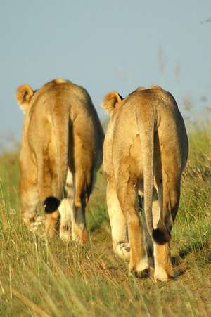 Two Female African Lions Walking Down a Path in a Game Park South Africa Journal de Cs Creations