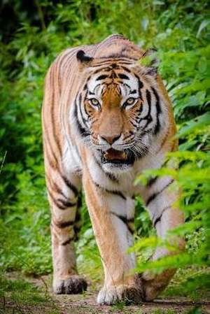 A Tiger Patrolling a Trail de Unique Journal