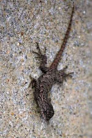 Eastern Fence Lizard de Unique Journal