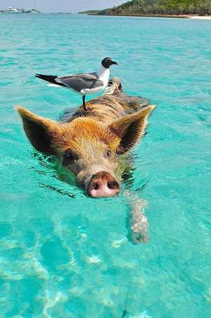 When a Pig Swims de Unique Journal