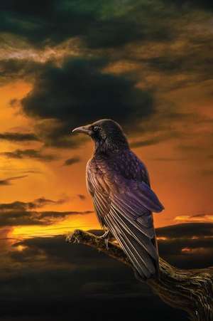 The Raven at Dawn Grid Notebook de Services, N. D. Author