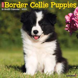 BORDER COLLIE PUPPIES 2022 WALL CALENDAR de Willow Creek Press