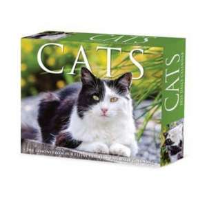 Cats 2025 6.2 X 5.4 Box Calendar de Willow Creek Press