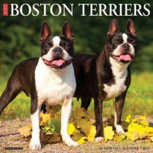 Just Boston Terriers 2025 12 X 12 Wall Calendar de Willow Creek Press