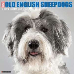 Just Old English Sheepdogs 2025 12 X 12 Wall Calendar de Willow Creek Press