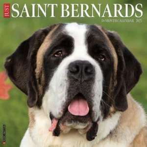 Just Saint Bernards 2025 12 X 12 Wall Calendar de Willow Creek Press