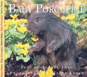 Baby Porcupine de Aubrey Lang