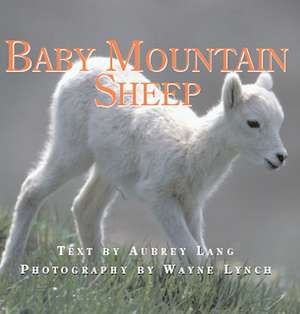 Baby Mountain Sheep de Aubrey Lang