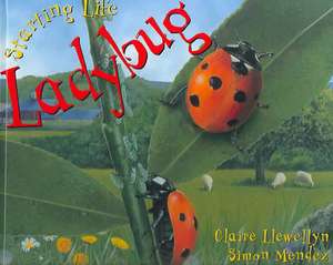 Ladybug de Claire Llewellyn