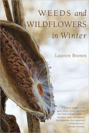 Weeds and Wildflowers in Winter de Lauren Brown