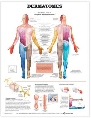 Dermatomes Anatomical Chart de Anatomical Chart Company