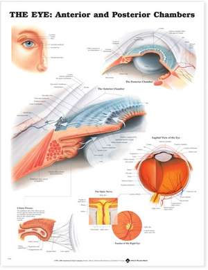 The Eye: Anterior and Posterior Chambers de Anatomical Chart Company