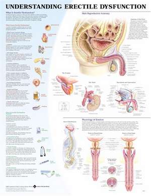 Understanding Erectile Dysfunction Anatomical Chart de Anatomical Chart Company 