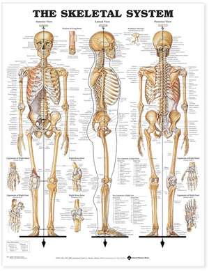 SKELETAL SYSTEM PST de Tbd