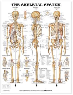 The Skeletal System Anatomical Chart de Anatomical Chart Company