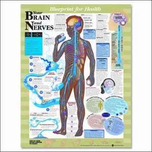 Blueprint for Health Your Brain and Nerves Chart de Anatomical Chart Company