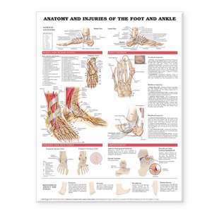 Anatomy and Injuries of the Foot and Ankle de Anatomical Chart Company