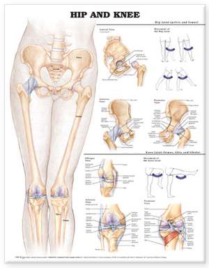 HIP & KNEE STYRENE 2E de Tbd