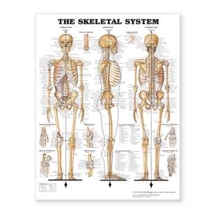 The Skeletal System Giant Chart de Anatomical Chart Company