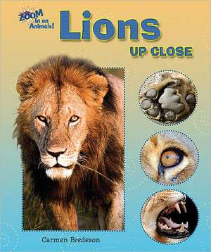 Lions Up Close de Carmen Bredeson