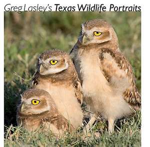 Greg Lasley's Texas Wildlife Portraits de Greg Lasley