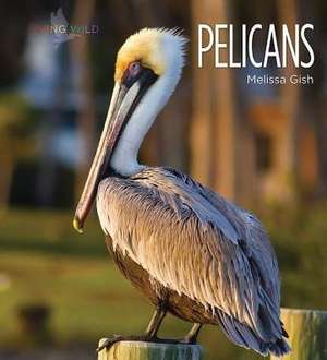 Pelicans de Melissa Gish