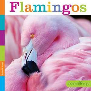 Flamingos de Quinn M. Arnold