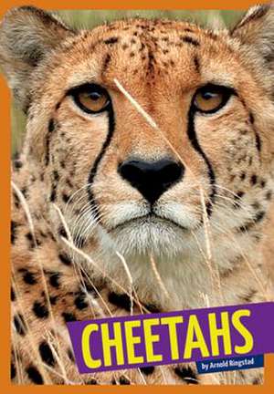 Cheetahs de Arnold Ringstad