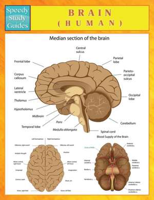 Brain (Human) (Speedy Study Guides) de Speedy Publishing LLC