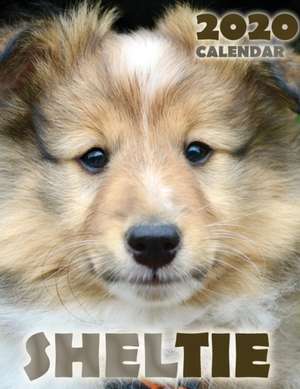 Sheltie 2020 Calendar de Over the Wall Dogs