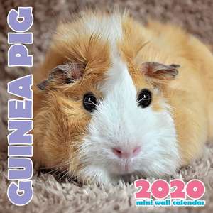 Guinea Pig 2020 Mini Wall Calendar de Wall Publishing