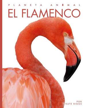 El Flamenco de Kate Riggs