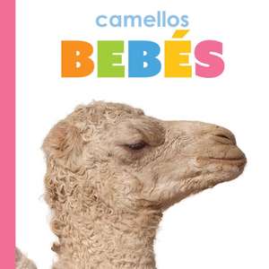 Camellos Bebés de Kim Thompson
