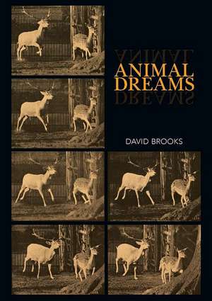 Animal Dreams de David Brooks