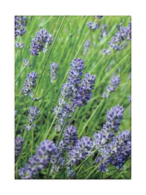 Lavender Blue Classic Notecards de CICO Books