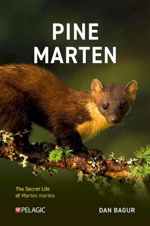 Pine Marten de Dan Bagur