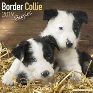 Border Collie Puppies Calendar 2019 de Avonside Publishing Ltd