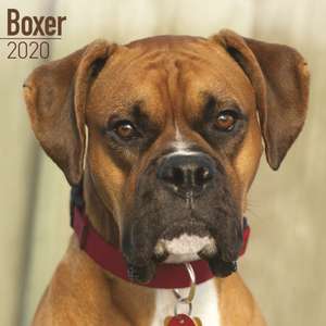 Boxer Calendar 2020 de Avonside Publishing Ltd