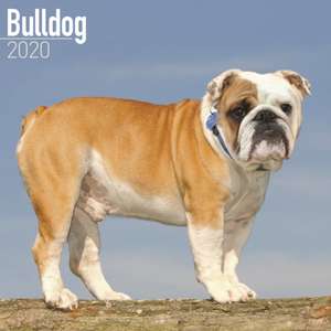 Bulldog Calendar 2020 de Avonside Publishing Ltd