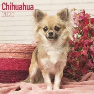 Chihuahua Calendar 2020 de Avonside Publishing Ltd