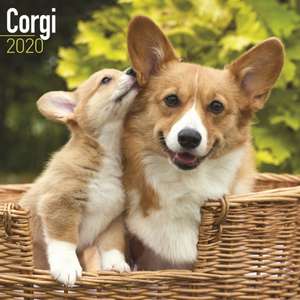 Corgi Calendar 2020 de Avonside Publishing Ltd