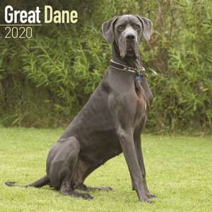 Great Dane Calendar 2020 de Avonside Publishing Ltd