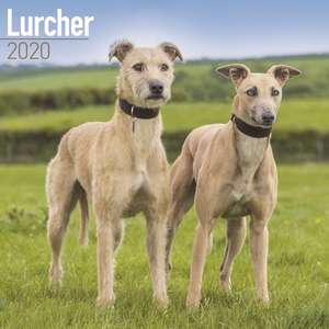 Lurchers - Lurcher 2020 de Avonside Publishing Ltd